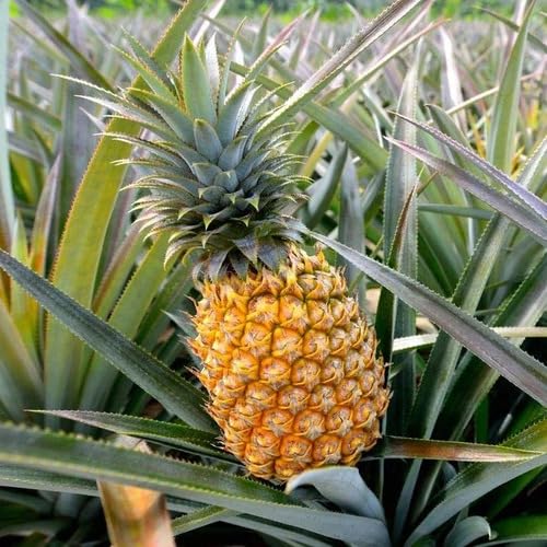 Yellow Pineapple Seeds – Heirloom, Non-GMO, High Germination Organic Garden Seeds