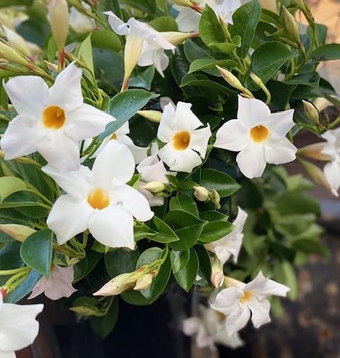 Semillas de flor Dipladenia blanca, reliquia, sin OMG, alta germinación, semillas orgánicas para jardín
