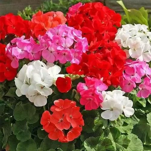 Geranium Apple Flower Seeds Mixed – Heirloom, Non-GMO, High Germination Seeds