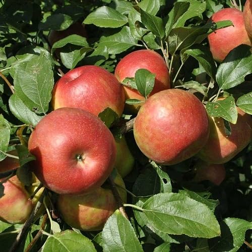 Red Apple Seeds – Heirloom, Non-GMO, High Germination Organic Garden Seeds