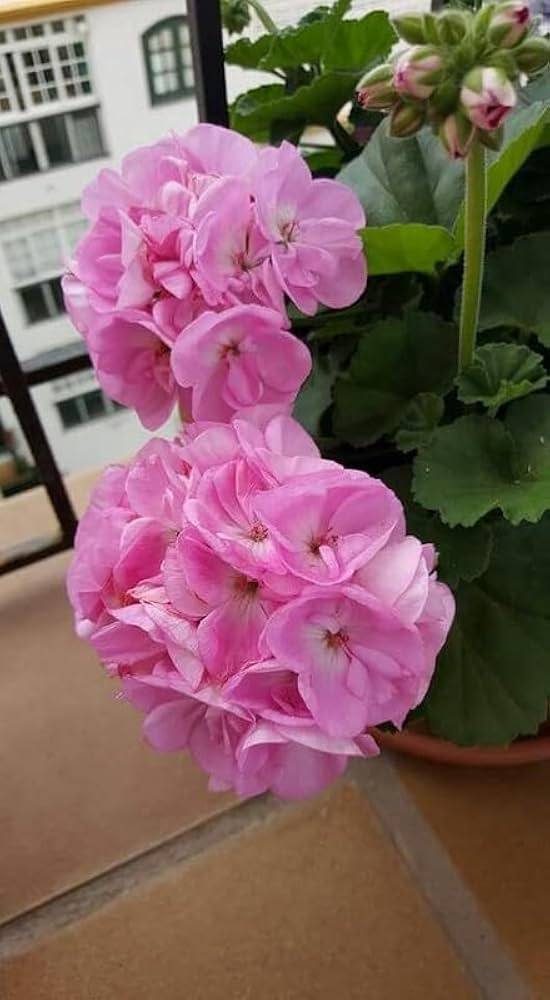 Pink Geranium Flowers Seeds – Heirloom, Non-GMO, High Germination Seeds