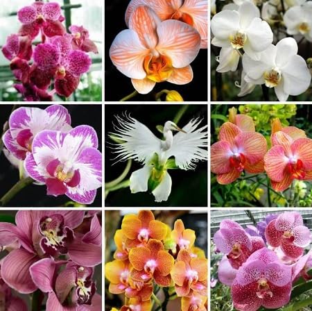 Cymbidium Flower Seeds Mixed – Heirloom, Non-GMO, High Germination Organic Garden Seeds for Planting