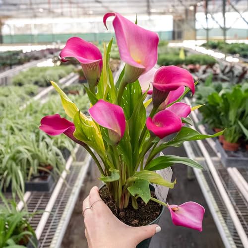 Pink Calla Lilly Flower Seeds – Heirloom, Non-GMO, High Germination Organic Garden Seeds for Planting