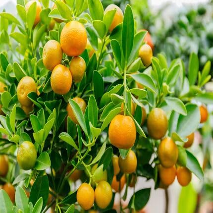 Orange Calamondin Tree Seeds – Heirloom, Non-GMO, High Germination Organic Garden Seeds