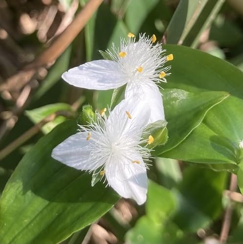 Weiße Tradescantia Fluminensis Blumensamen – Heirloom, gentechnikfrei, keimstark, biologische Samen