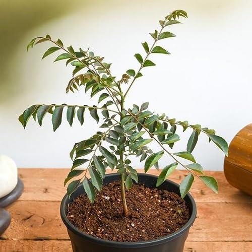 Green Curry Leaf Seeds – Heirloom, Non-GMO, High Germination Organic Garden Seeds Planting