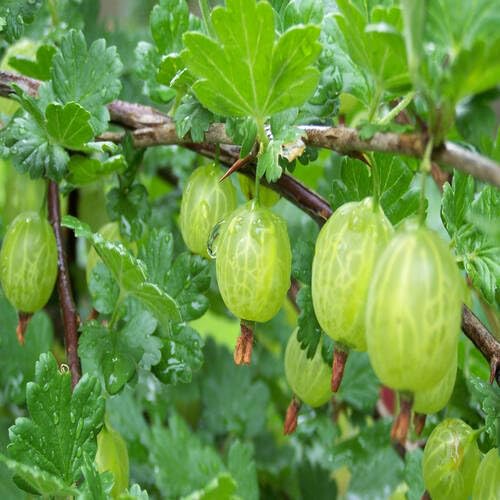 Green Gooseberry Fruit Seeds – Heirloom, Non-GMO, High Germination Organic Garden Seeds