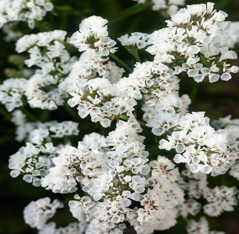 White Statice Flower Seeds Heirloom Non-GMO High Germination Organic Garden Seeds for Planting