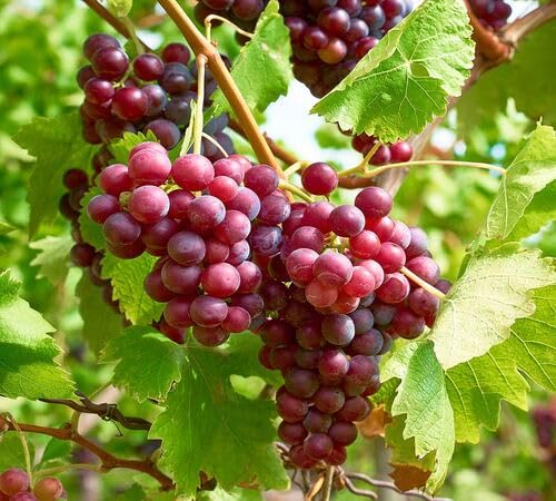 Grape Seeds – Heirloom, Non-GMO, High Germination Organic Garden Seeds