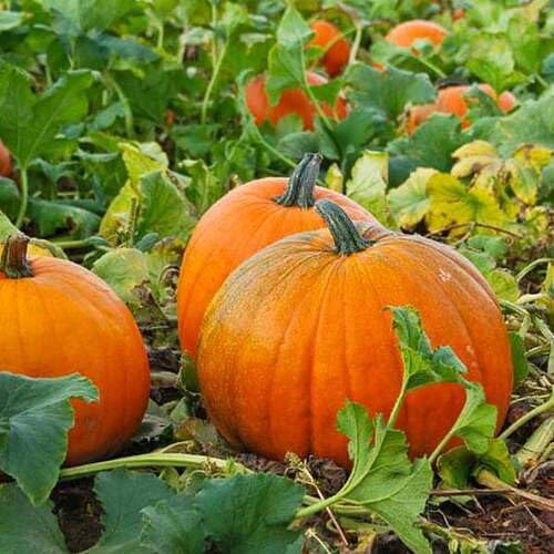 Pumpkin Seeds – Heirloom, Non-GMO, High Germination Organic Garden Seeds Planting