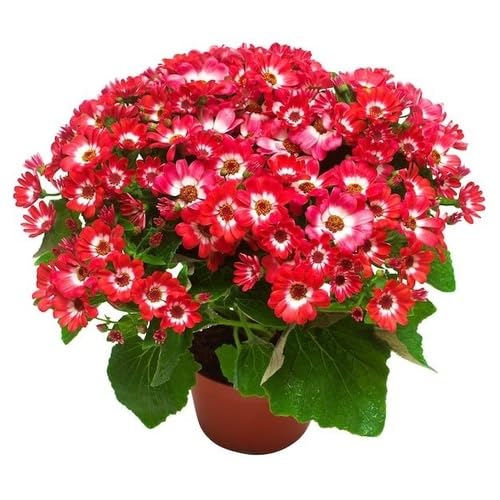 Red Cineraria Flower Seeds – Heirloom, Non-GMO, High Germination Organic Garden Seeds for Planting
