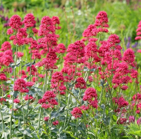 Red Valerian Flower Seeds for Planting – Heirloom, Non-GMO, High Germination