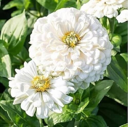 white zinnia flower heirloom non-gmo seeds