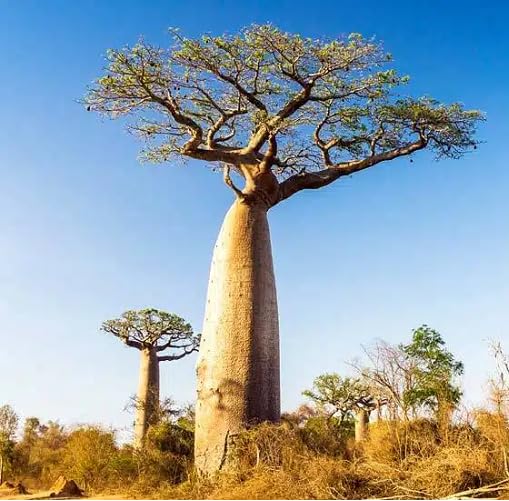 green baobab flower seeds
