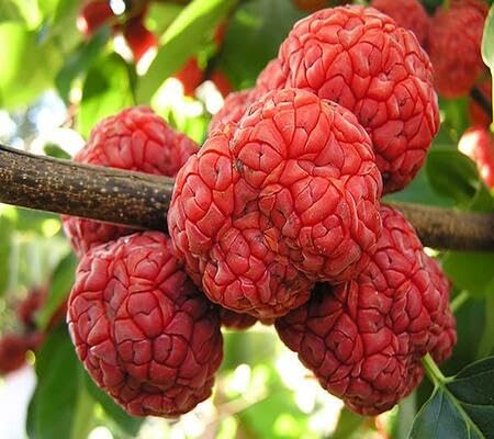Maclura-Samen zum Pflanzen – Heirloom, gentechnikfrei, hohe Keimfähigkeit, Bio-Gartensamen