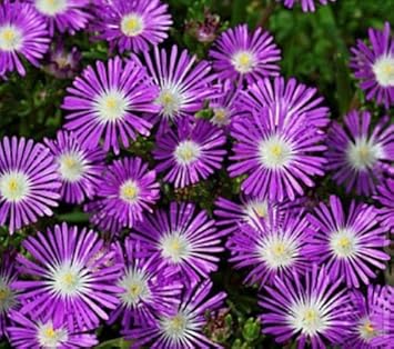 delospermastardustflowerpurpleheirloomnongmo flower seeds