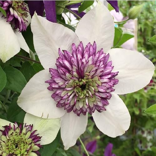Weiße Violett-Waldreben-Samen – Alte Sorte gentechnikfrei hohe Keimfähigkeit Bio-Gartensamen