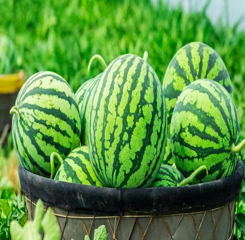 Red Watermelon Seeds – Heirloom, Non-GMO, High Germination Organic Garden Seeds