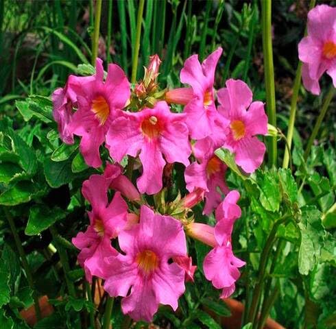 Pink Incarvillea Flower Seeds – Seeds for Planting, Heirloom, Non-GMO, High Germination Organic Garden Seeds