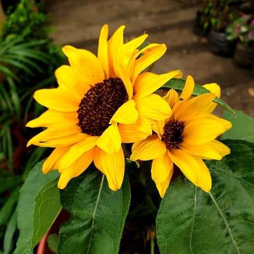 Yellow Sunflower Flower Seeds Heirloom Non-GMO High Germination Organic Garden Seeds