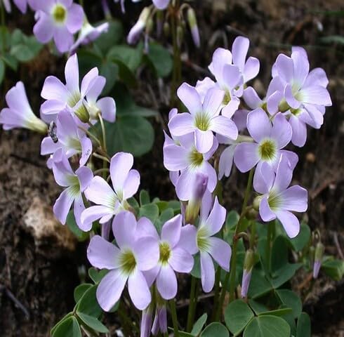 Purple Oxalis Violacea Flower Seeds Heirloom Non-GMO High Germination Organic Garden Seeds for Planting