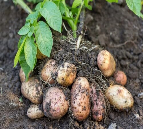 Brown Potato Seeds – Heirloom, Non-GMO, High Germination Organic Garden Seeds Planting