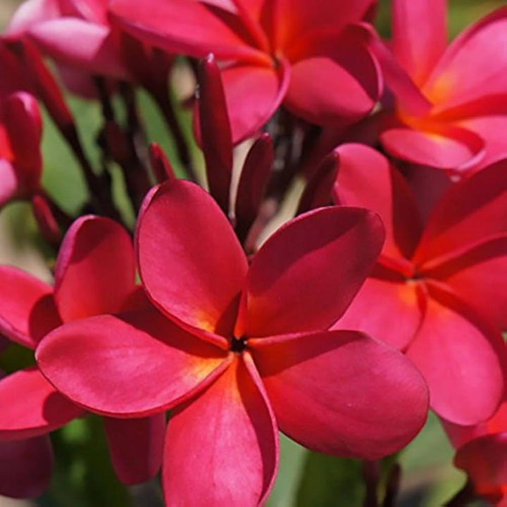 Pink Frangipani Flower Seeds – Heirloom, Non-GMO High Germination Seeds for Planting | Organic Garden Seeds