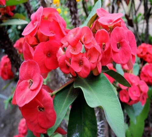 Red Milii Flower Seeds – Heirloom, Non-GMO, High Germination Organic Garden Seeds for Planting