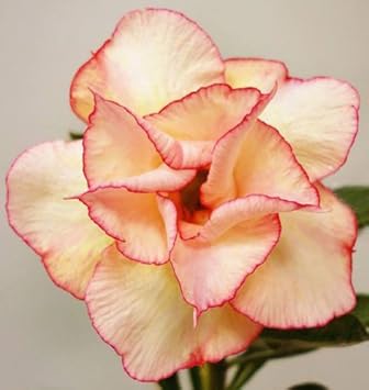 yellowadeniumobesumflowerheirloomnongmo flower seeds