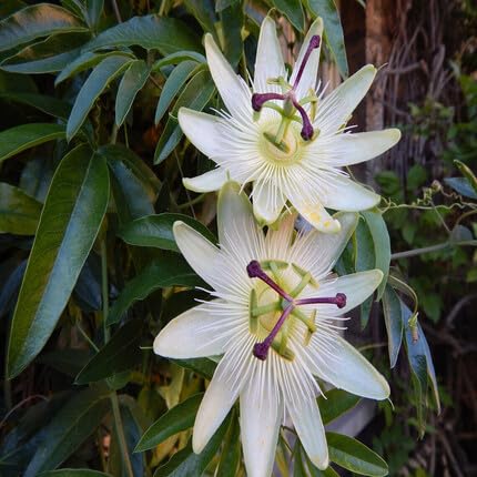 white passiflora flower seeds
