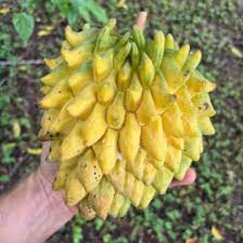Yellow Rollinia Seeds – Heirloom, Non-GMO, High Germination Organic Garden Seeds