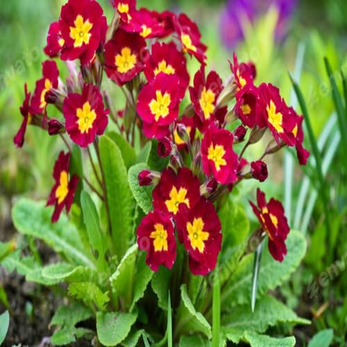 Red Polyanthus Crescendo Flower Seeds – Heirloom, Non-GMO, High Germination Organic Garden Seeds for Planting