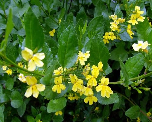 Yellow Goodenia Ovata Flower Seeds – Heirloom, Non-GMO, High Germination Seeds