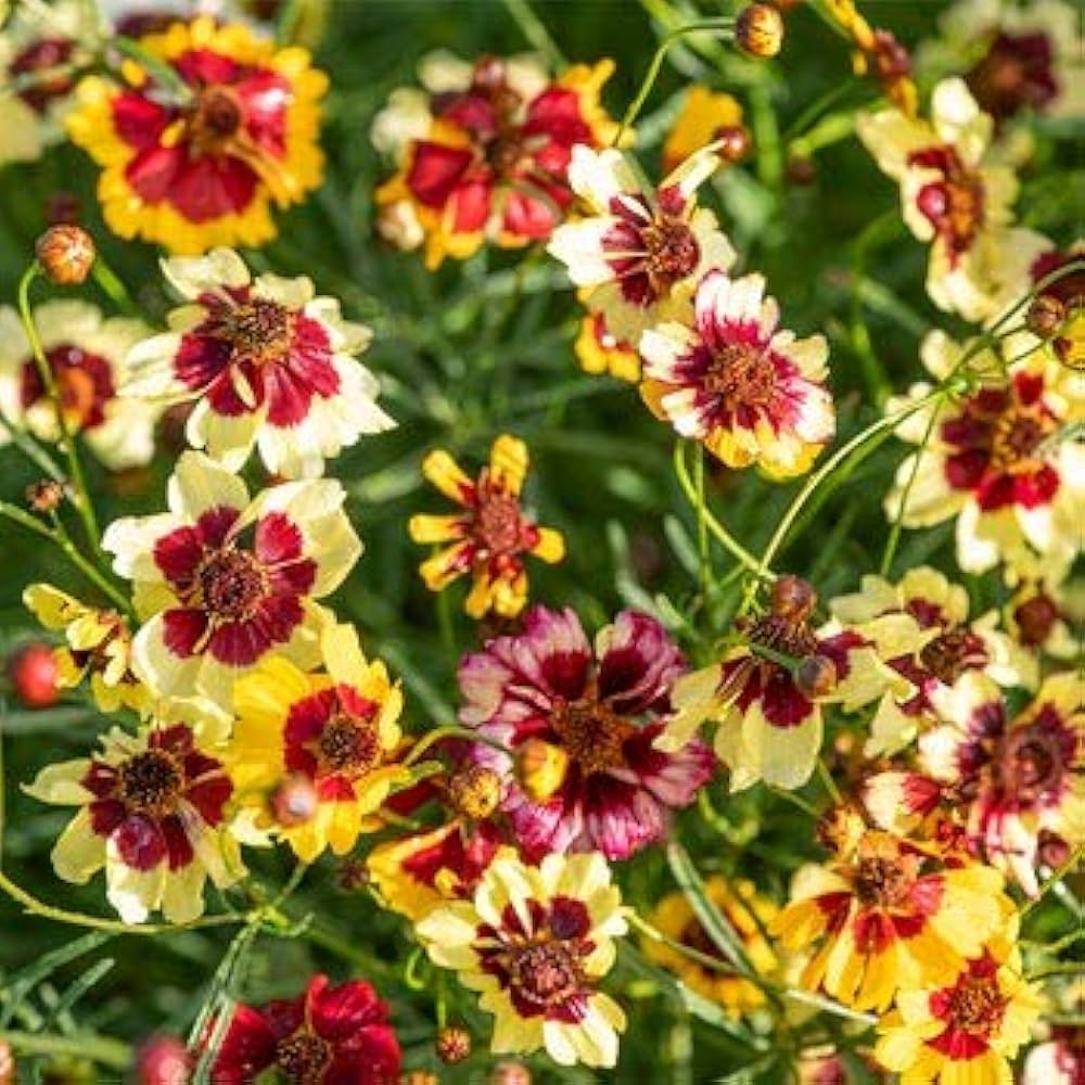 plains coreopsis flower seeds