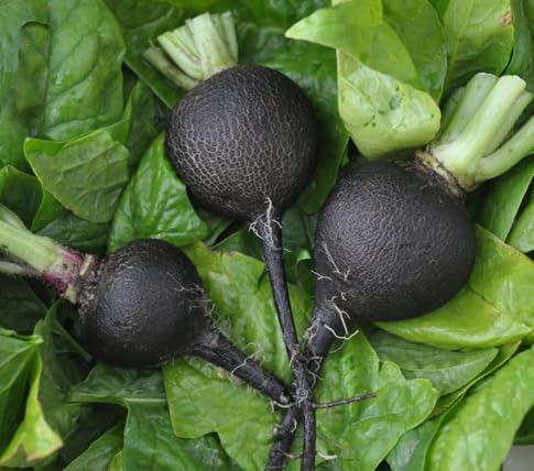 Radish Seeds – Heirloom, Non-GMO, High Germination Organic Garden Seeds Planting