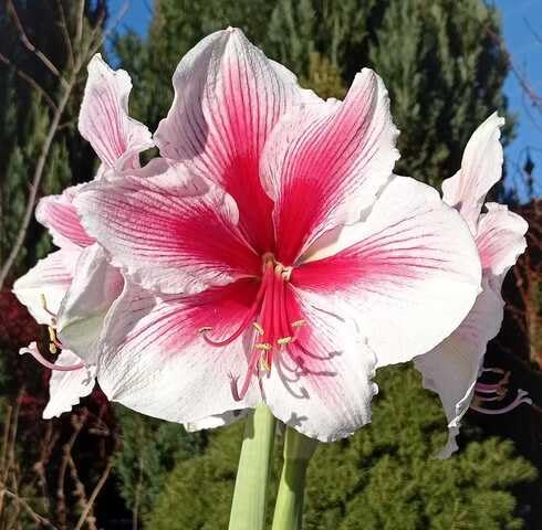 Pink Amaryllis Hippeastrum Flower Seeds for Planting – Heirloom, Non-GMO, High Germination Organic Garden Seeds