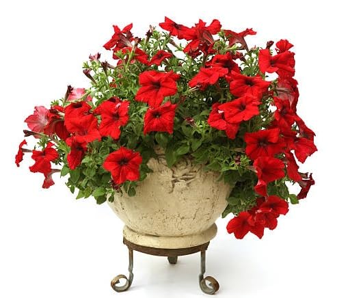 red petunia flower heirloom non-gmo seeds