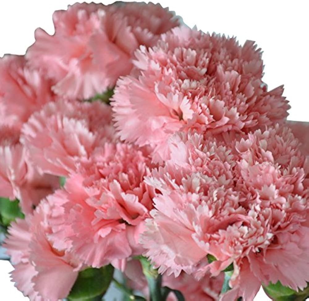 rare carnation flower seeds
