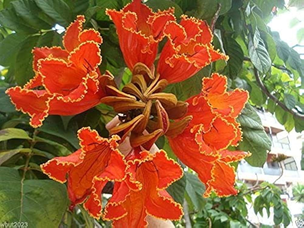 african tulip flower seeds
