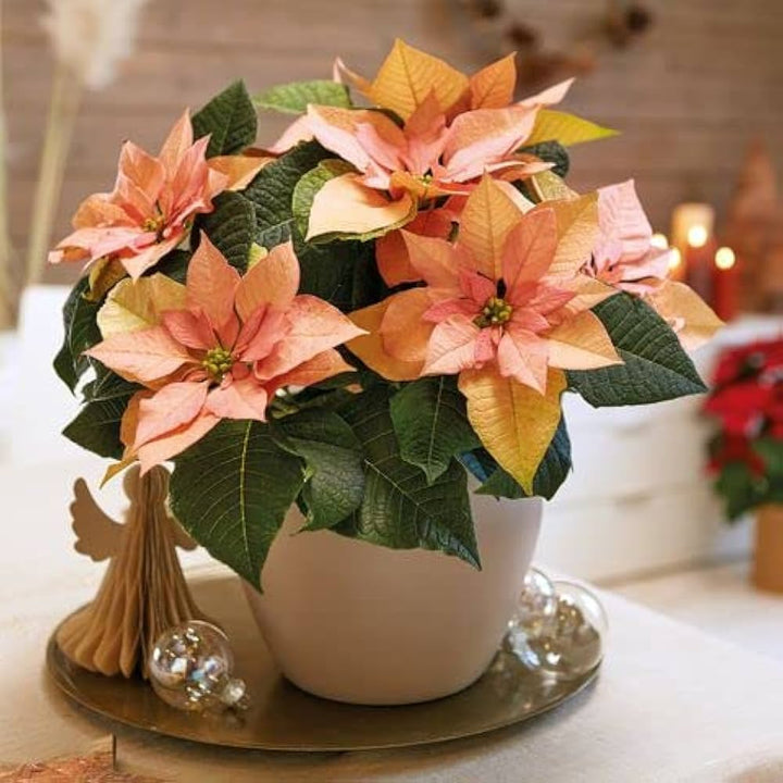 Orange Poinsettia Flower Seeds – Heirloom, Non-GMO, High Germination Seeds