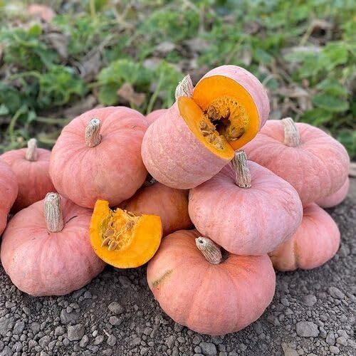 Pink Pumpkin Seeds – Heirloom, Non-GMO, High Germination Organic Garden Seeds Planting