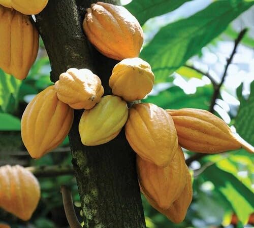 Yellow Cocoa Seeds – Heirloom, Non-GMO, High Germination Organic Garden Seeds