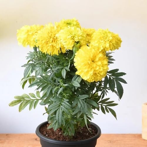 Yellow Marigold Flower Seeds – Heirloom, Non-GMO, High Germination Organic Seeds
