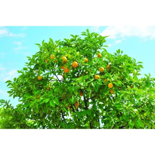 Yellow Lemon Tree Seeds – Heirloom, Non-GMO, High Germination Organic Garden Seeds