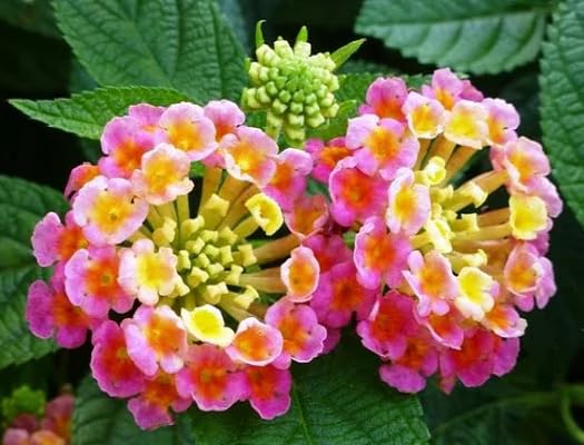 mixed lantana flower heirloom non-gmo seeds