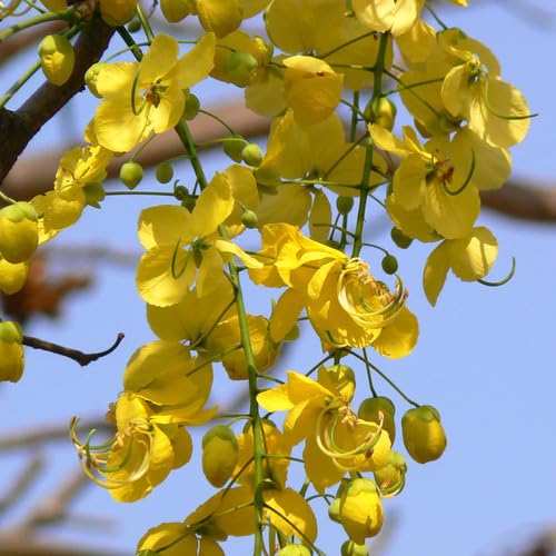 yellow cassia flower seeds