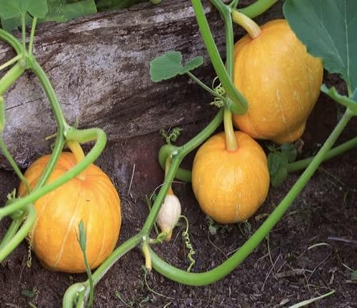 Yellow Pumpkin Seeds – Heirloom, Non-GMO, High Germination Organic Garden Seeds Planting