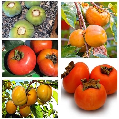 Mixed Persimmon Fruits Seeds – Heirloom, Non-GMO, High Germination Organic Garden