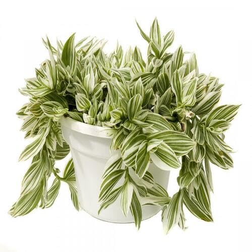 green white flower seeds