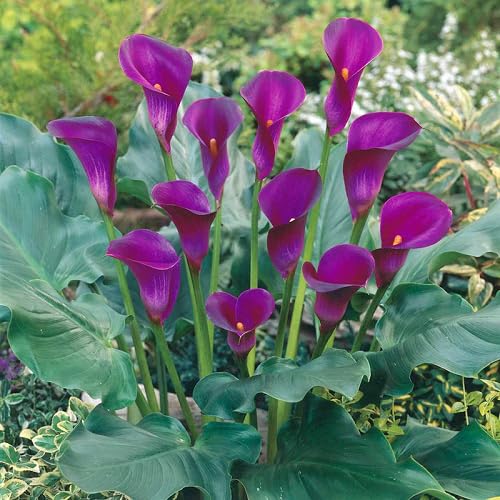 Purple Callalily Flower Seeds for Planting – Heirloom Non-GMO High Germination Organic Garden Seeds Seeds for Planting